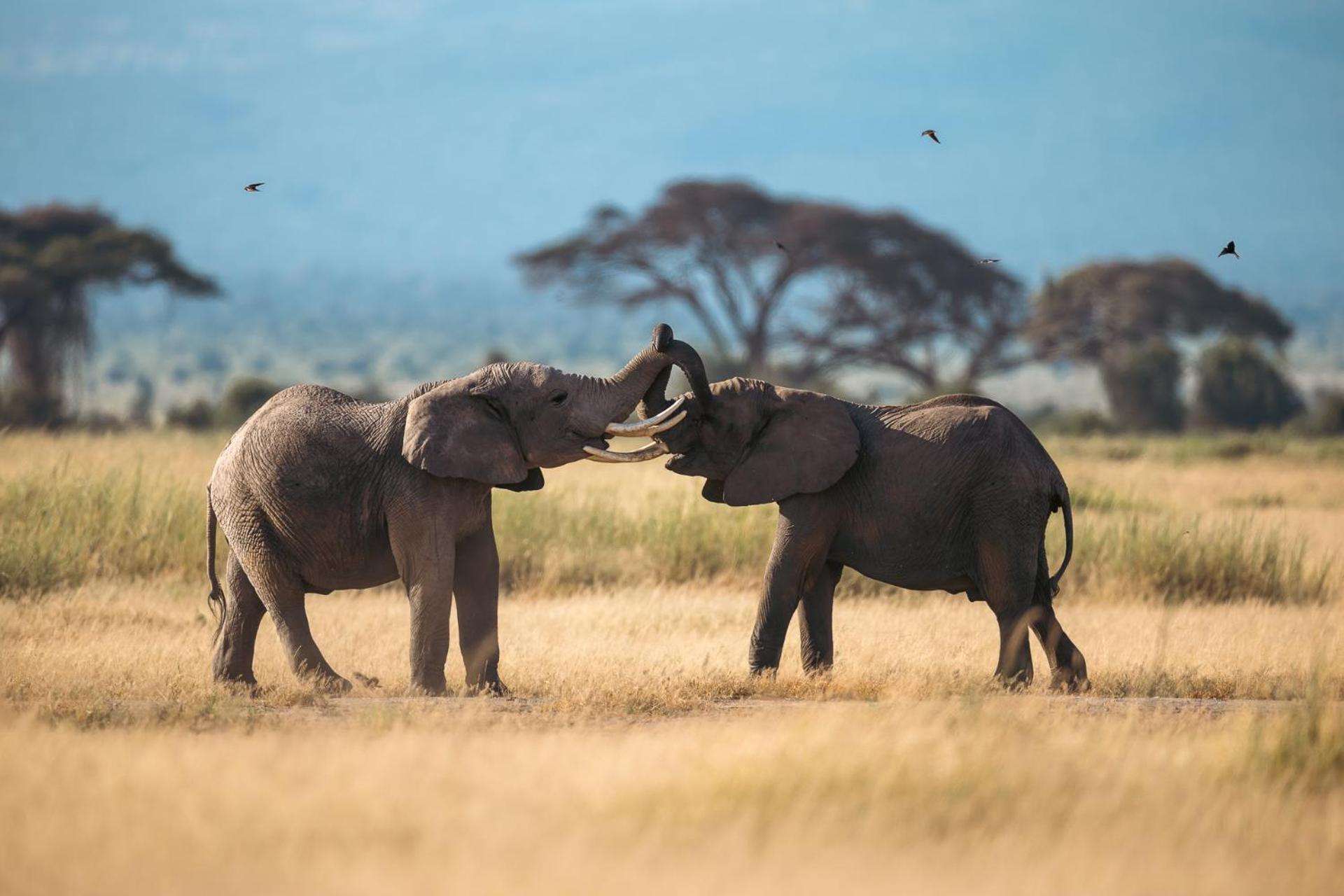 Kilimanjaro View Cabin-Amboseli Oloitokitok Rum bild