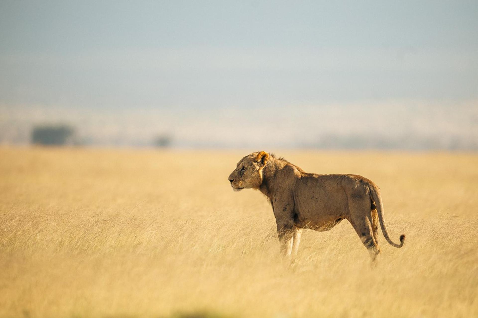 Kilimanjaro View Cabin-Amboseli Oloitokitok Rum bild