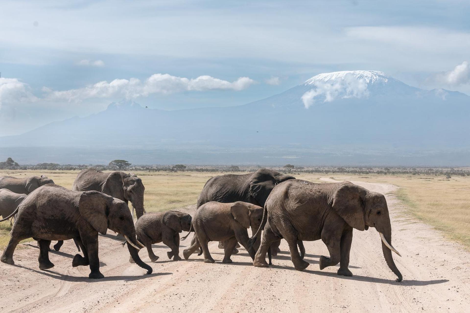 Kilimanjaro View Cabin-Amboseli Oloitokitok Rum bild